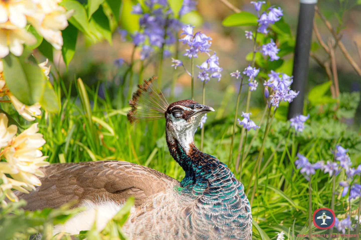 A beautiful peacock enjoying the sun.