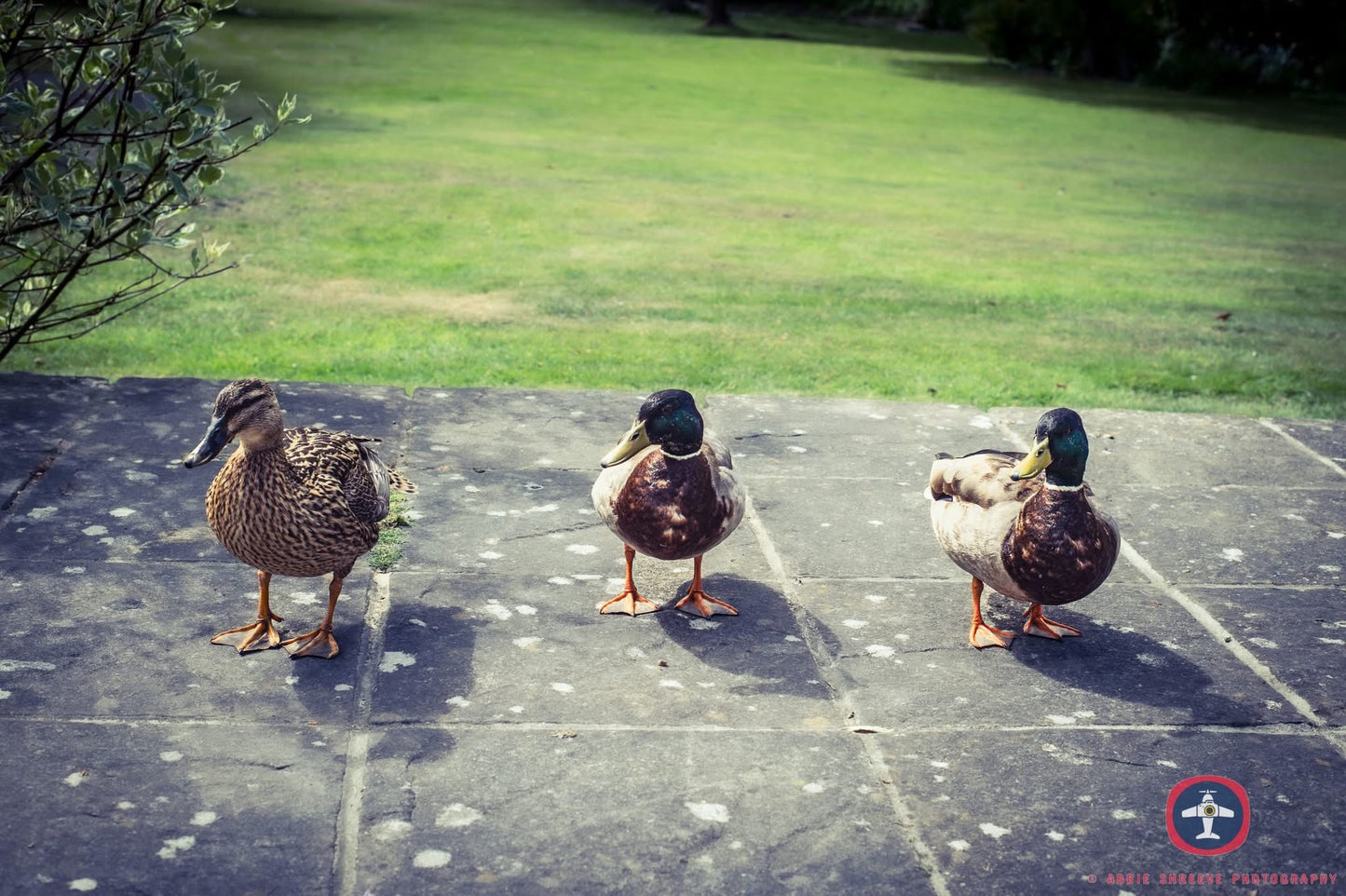 Get your ducks in a row.