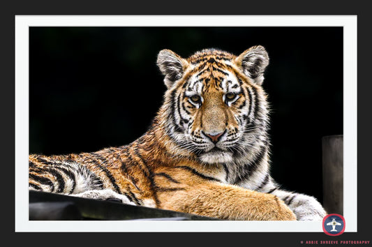 Resting Tiger