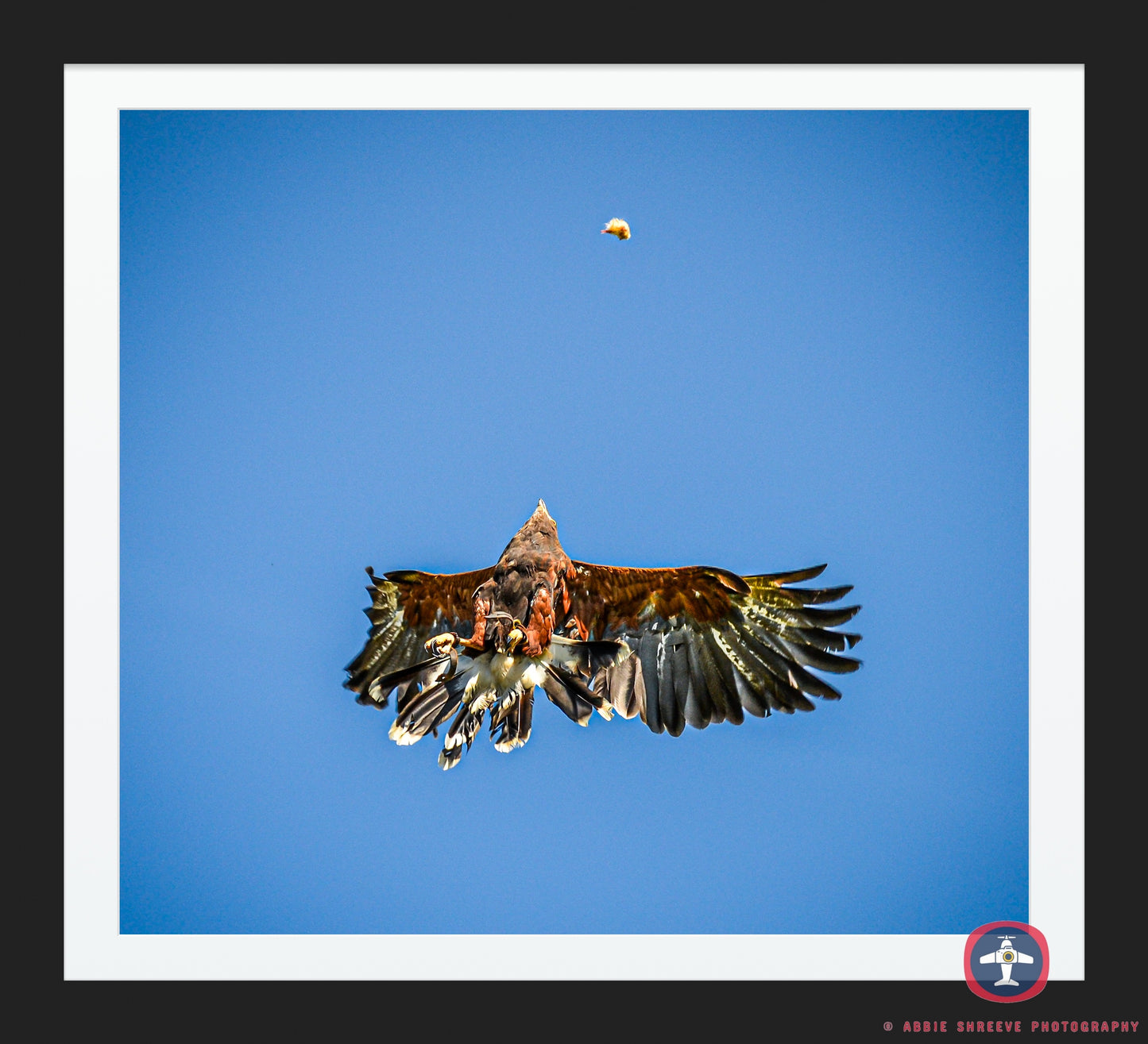 Bird of prey catching hers food