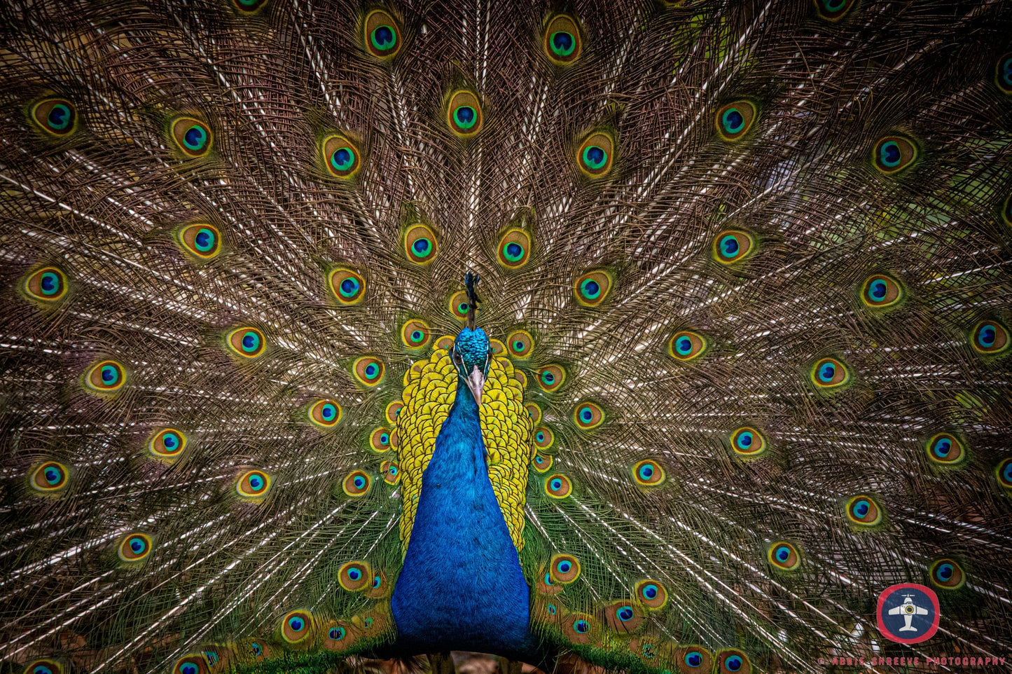 A beautiful peacock showing off his beautiful colours.