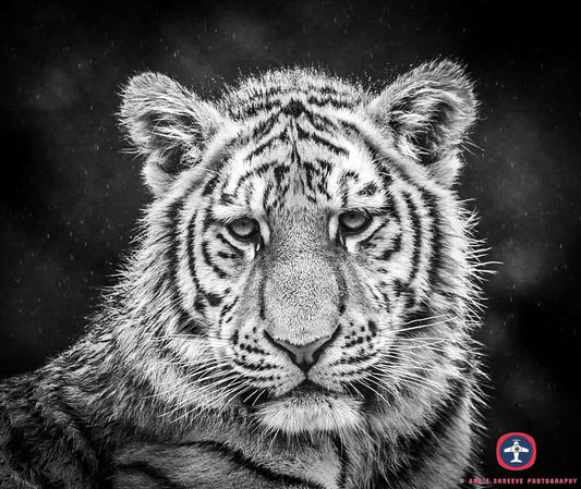 Black and white photo of a Tiger