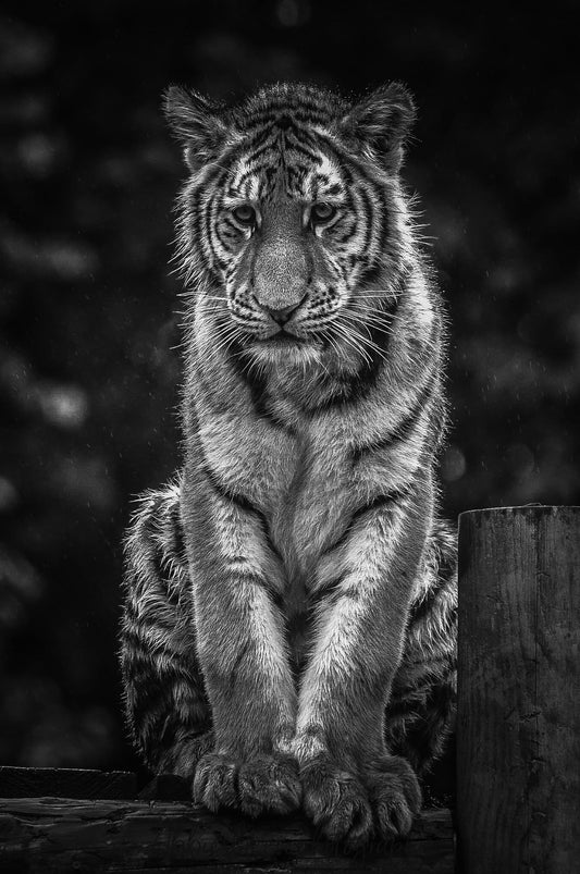 Black and white tiger sitting
